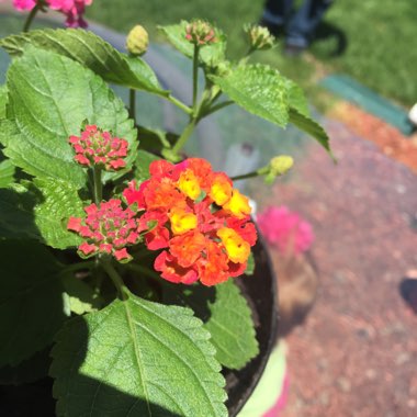 Patti's garden