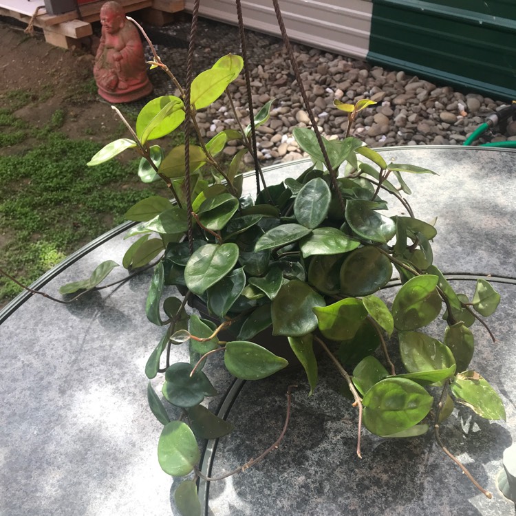 Plant image Hoya Carnosa 'Chelsea'