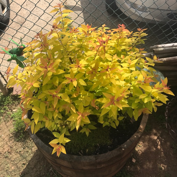 plant image 1299954