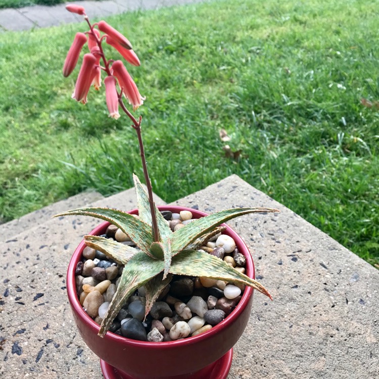 plant image 1308289