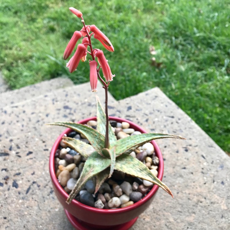 plant image 1308292