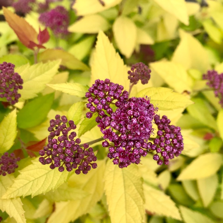plant image 1320195