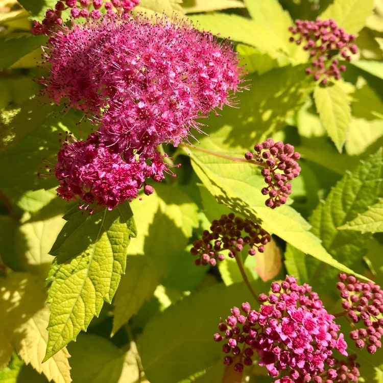 Plant image Spiraea japonica 'Double Play Big Bang'