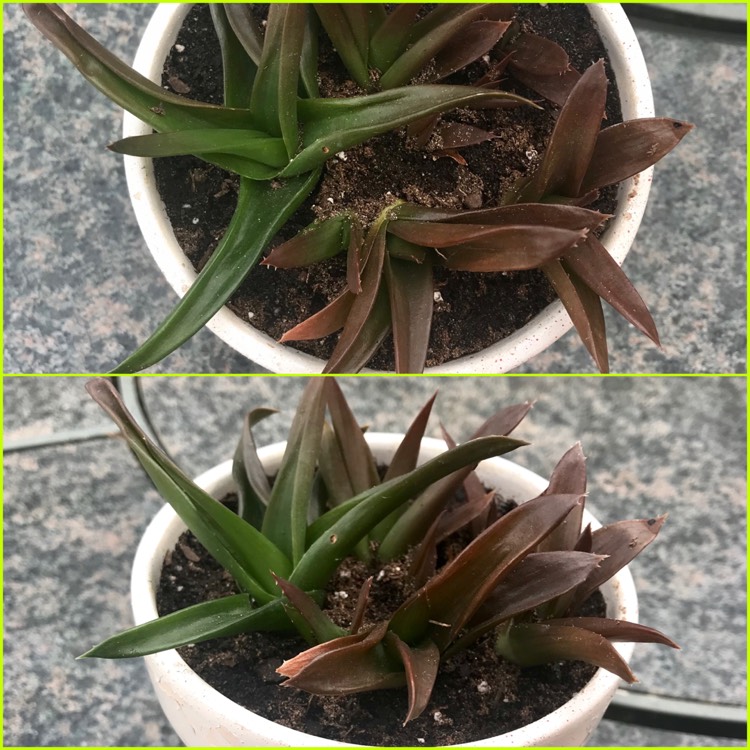 plant image 1345988