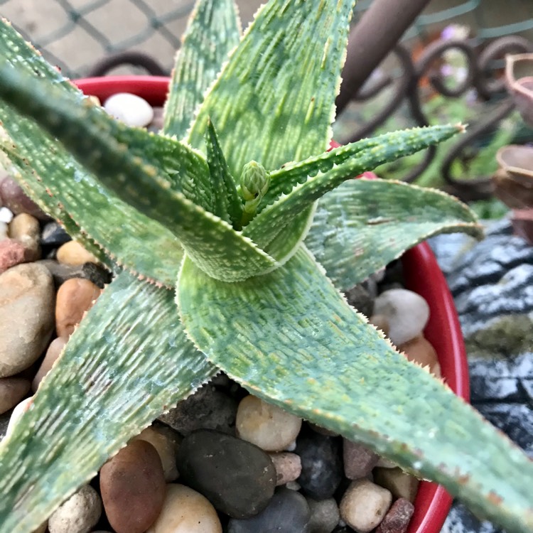 plant image 1346048