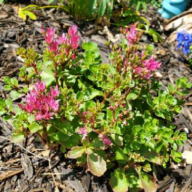 Sedum 'Dragon's Blood'