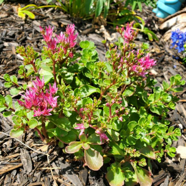 plant image 1360300