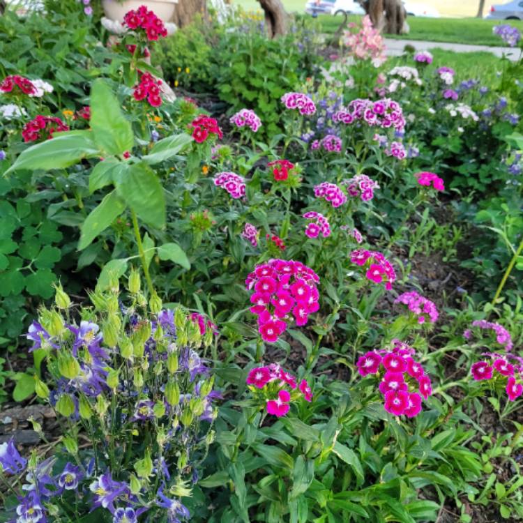 plant image 1491323