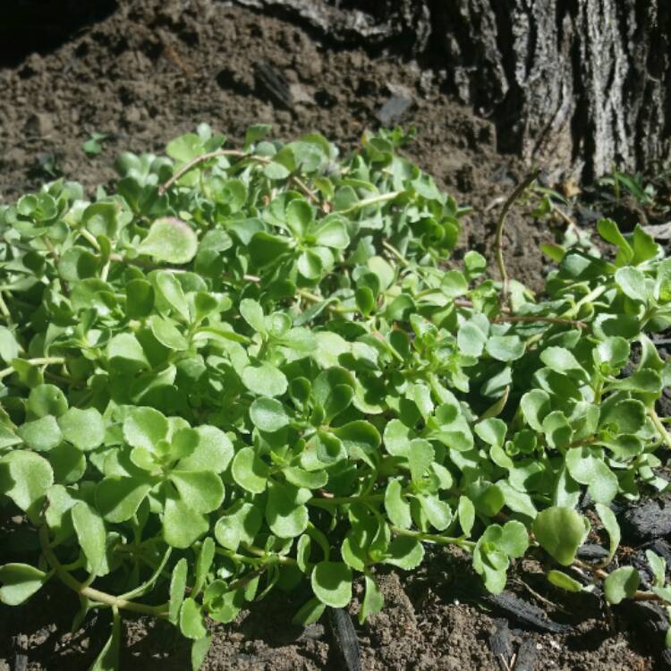 plant image 455424