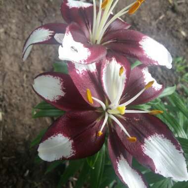 Lilium 'Tiny Padhye'