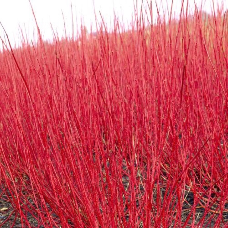 Cornus alba 'Elegantissima'