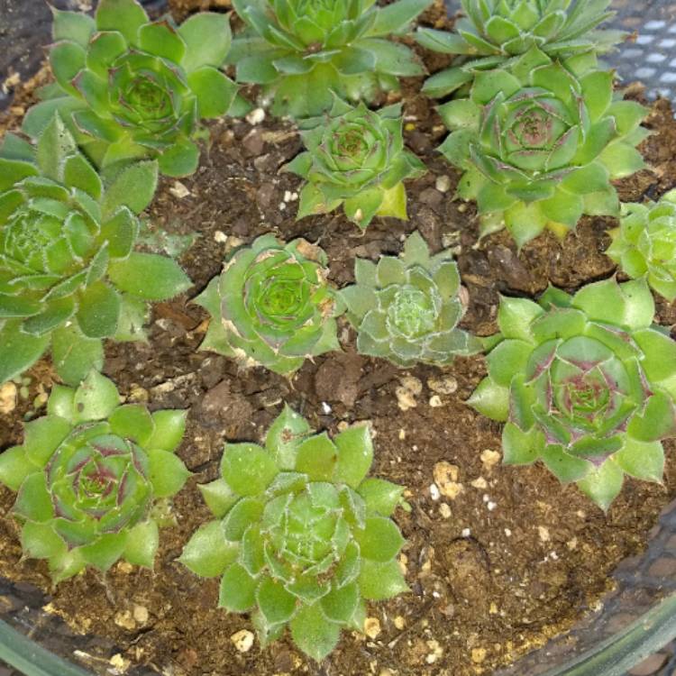 Plant image Sempervivum ChickCharms Silver Suede