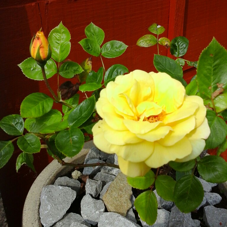 plant image 114484