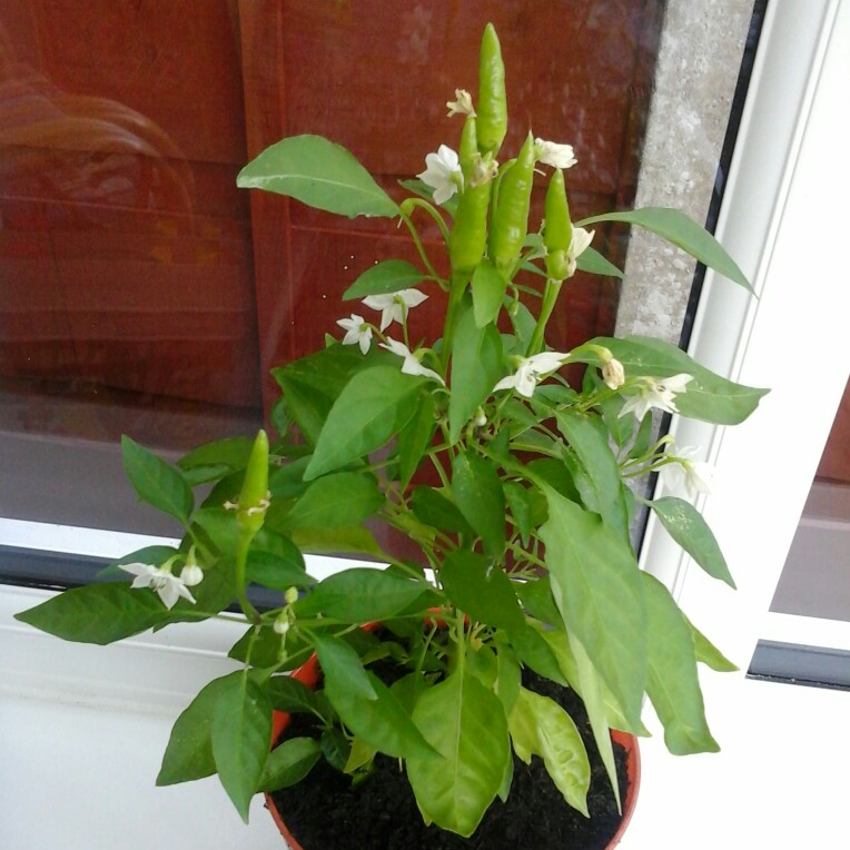 plant image 140804