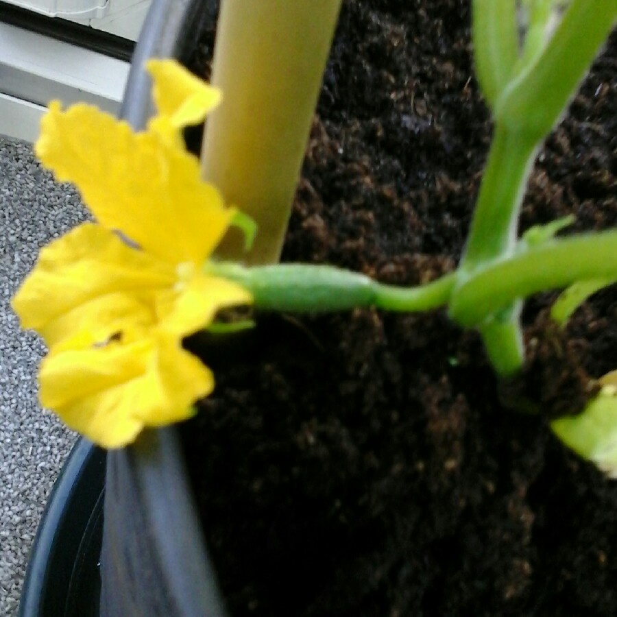 Cucumber 'Mini Stars'