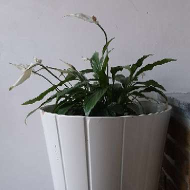 Spathiphyllum wallisii