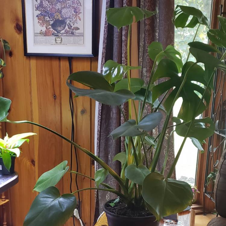 Plant image Monstera deliciosa 'Borsigiana'  syn. Monstera borsigiana