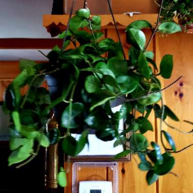 Hoya 'Chelsea'