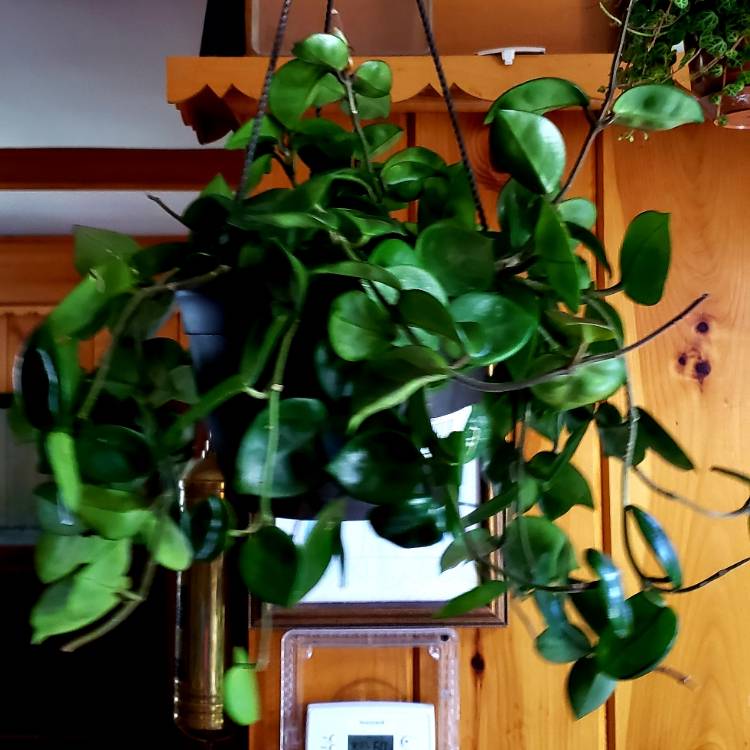 Plant image Hoya Carnosa 'Chelsea'