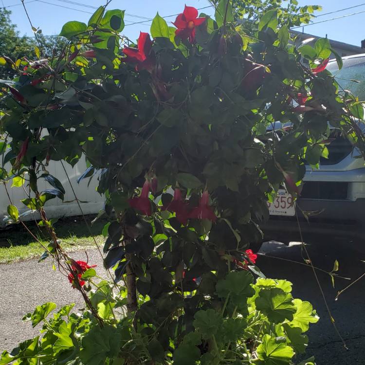 plant image 1072030