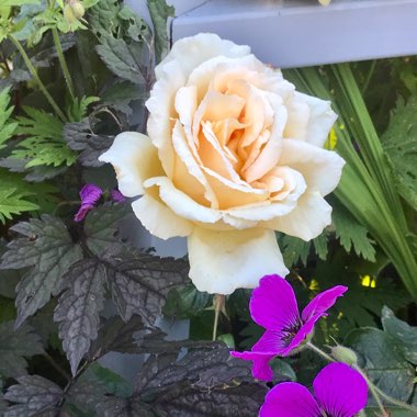 Rosa 'Jack Hume' syn. Rosa 'Big Ben'