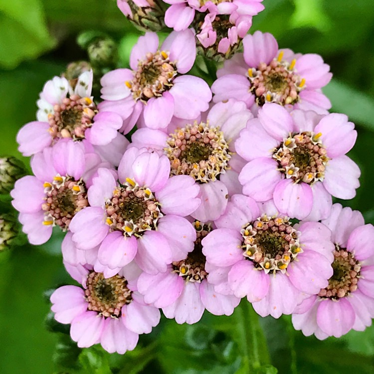plant image 1112989
