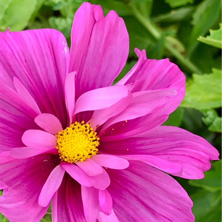 plant image 1113009