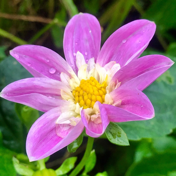 Plant image Dahlia 'Teesbrooke Audrey'