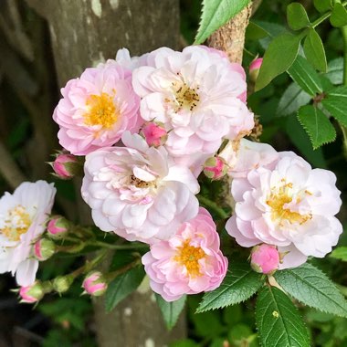 Rosa 'Chewramb' syn. Rosa 'Little Rambler'