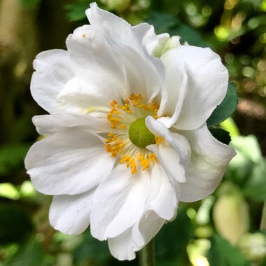 Anemone Hupehensis var. japonicax hybrida 'Whirlwind'