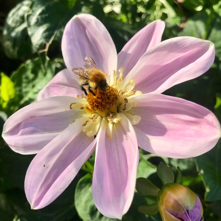 plant image 1169240