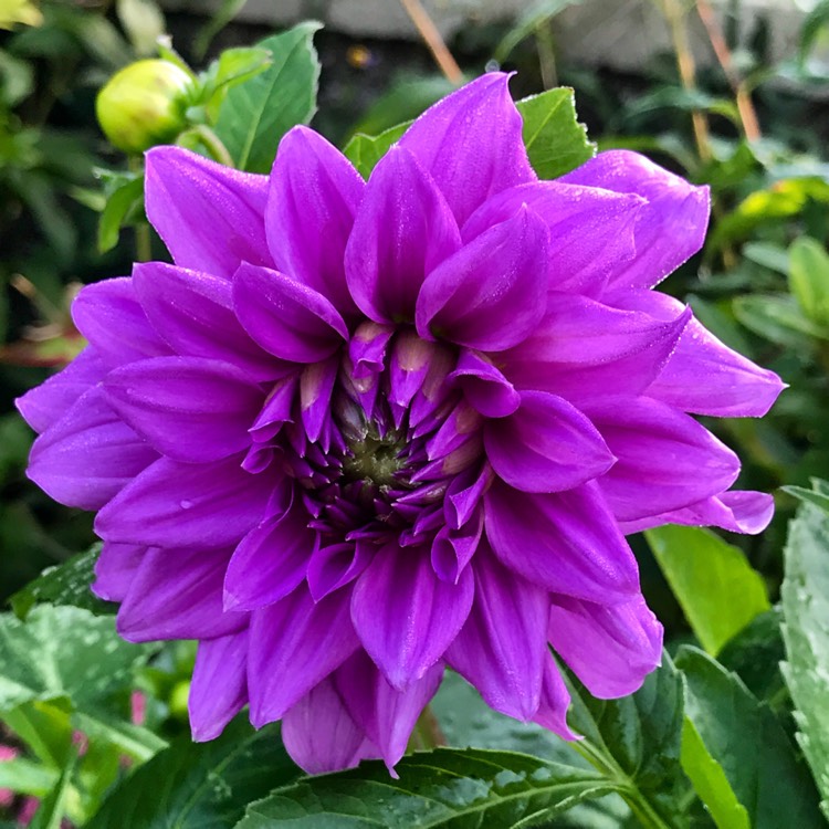 plant image 1170406