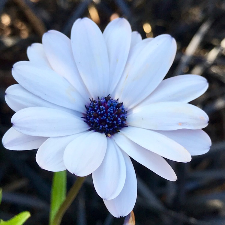 plant image 1170897