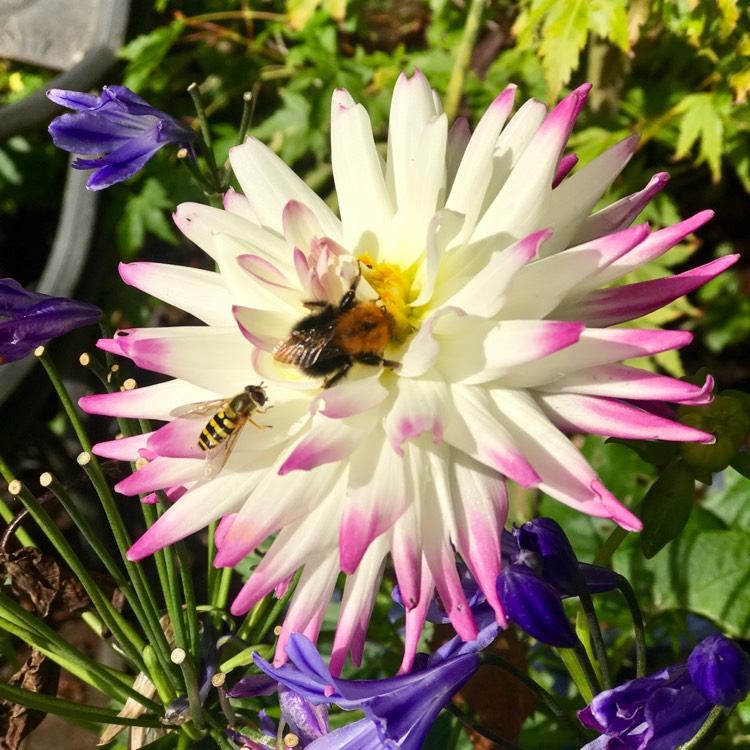 plant image 1175892