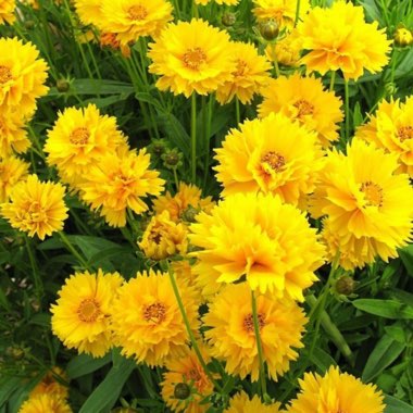 Coreopsis Early Sunrise