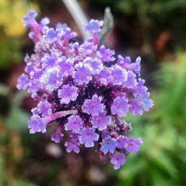 Verbena bonariensis