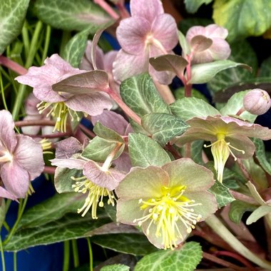 Helleborus lividus 'Purple Marble'