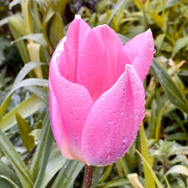Tulipa 'Light and Dreamy'