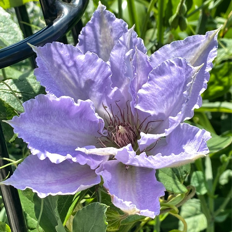 plant image 1337037