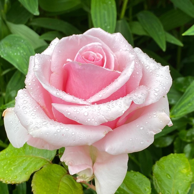 plant image 1343571