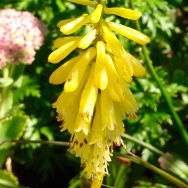 Kniphofia 'Lemon Popsicle' (Popsicle Series)