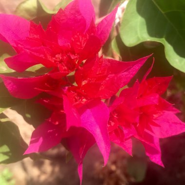 Bougainvillea