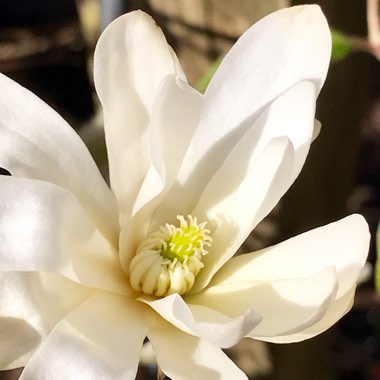 Magnolia stellata
