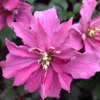 Clematis Montana 'Elizabeth'