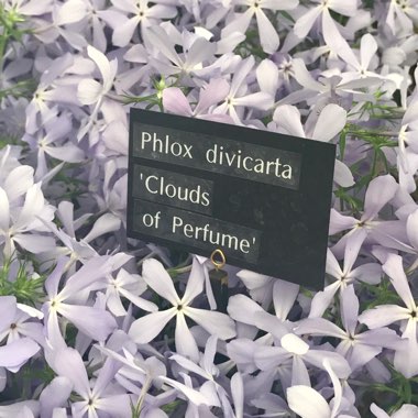 Phlox divaricata 'Clouds of Perfume'