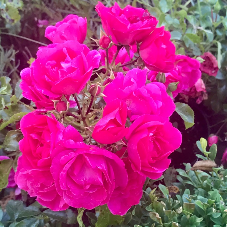 Plant image Rosa 'Flower Carpet Pink'