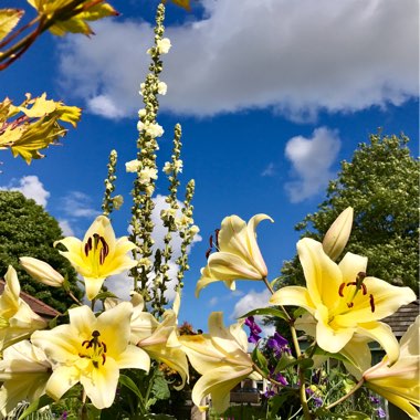 Verbascum 'Snow Maiden'
