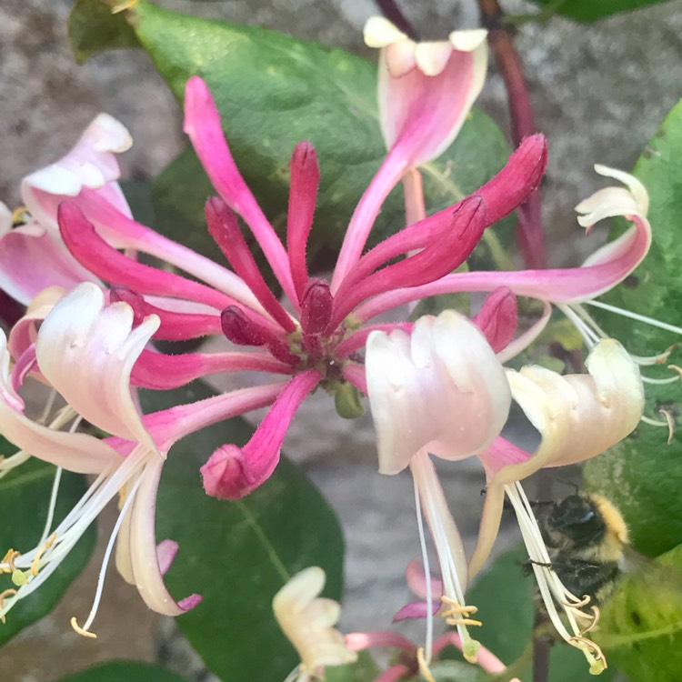 Plant image Lonicera periclymenum 'Belgica Select'