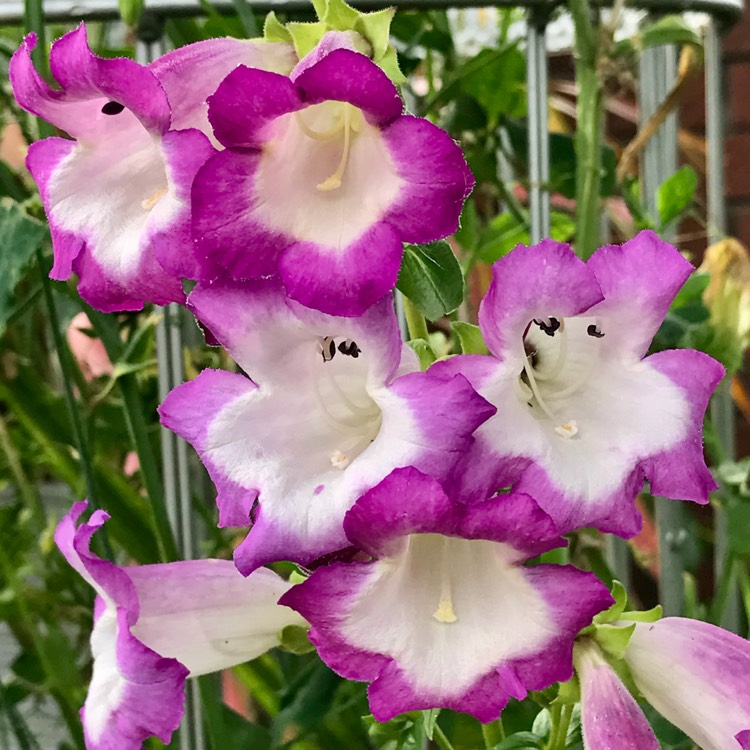 Plant image Penstemon cobaea