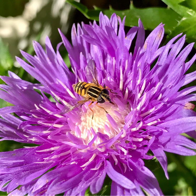 Plant image Stokesia laevis